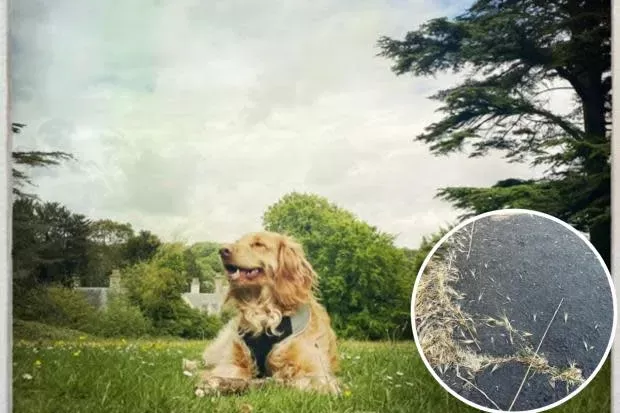 Dog Grass Seed in Paw, Nose and Ear