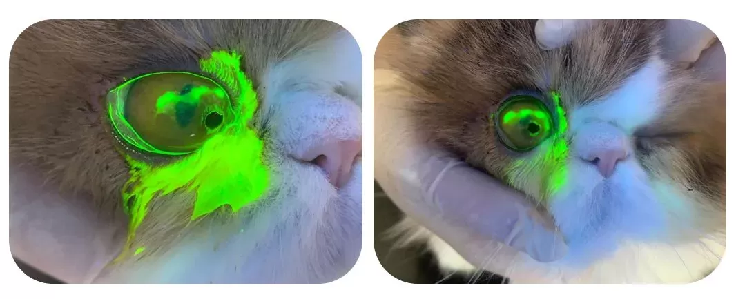 Corneal Sequestrum in Cats