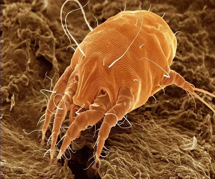 Ear Mite (otodectes Cynotis). by Power And Syred