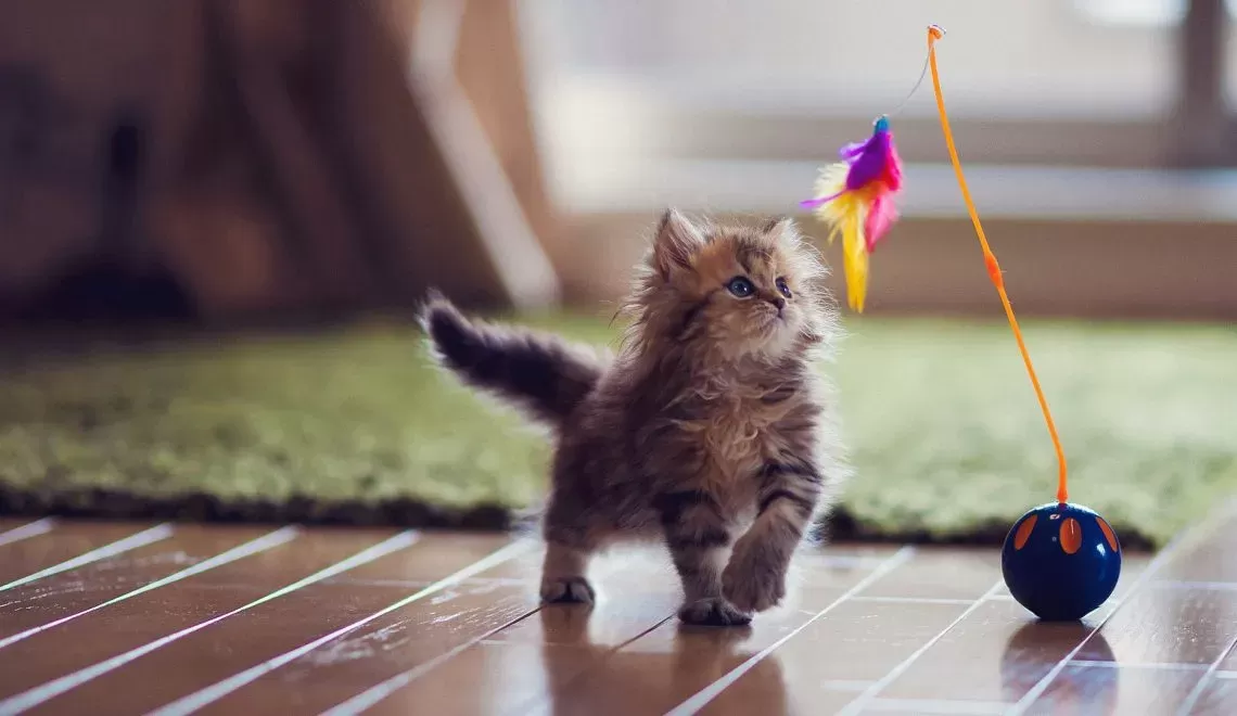 Break out the Cat Toys: the Health Benefits of Playing with Your Cats!