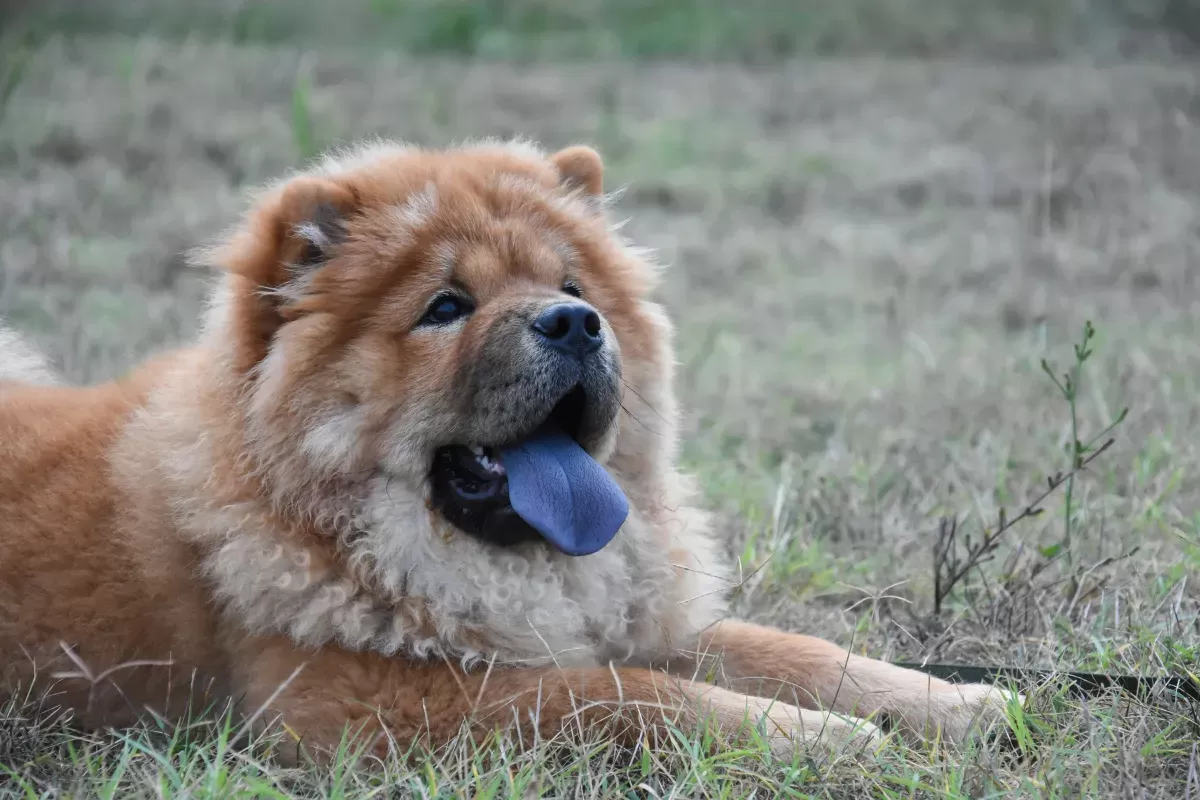 Purple Tongue Dogs