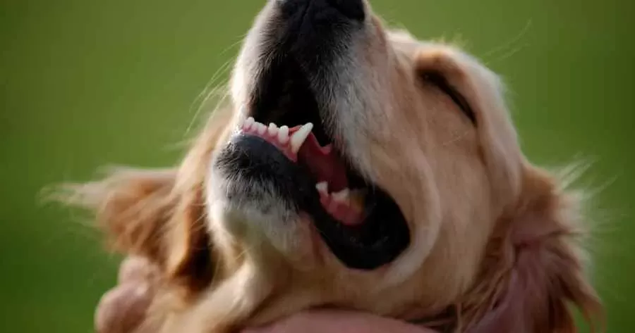 Dog Rotten Tooth