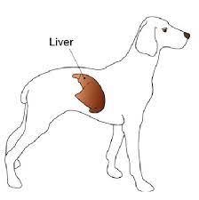 Liver Disease in Dogs