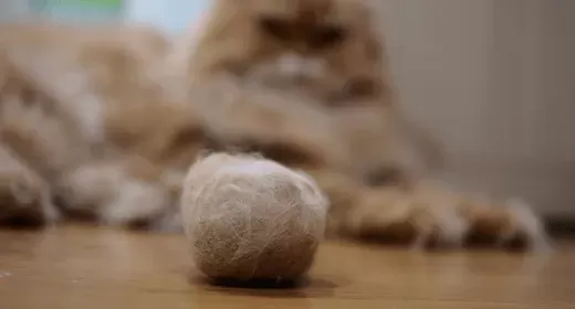 cat hairball