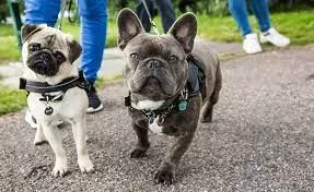 Pug vs. French Bulldog