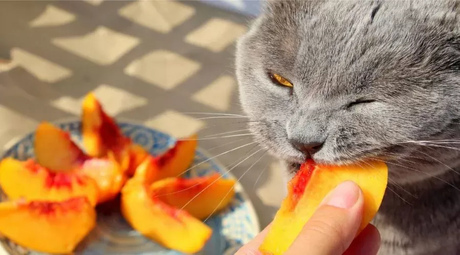 Gatos podem comer pêssegos? - Ame seu gato