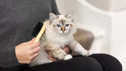 The Cat Grooming Guide: Benefits & How to Do It | Purina