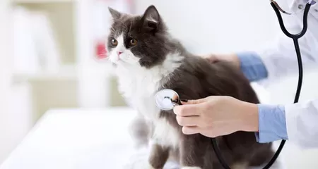 Preventative Health Care in Cats: What to Expect and Why Annual Exams  Matter | PetCoach