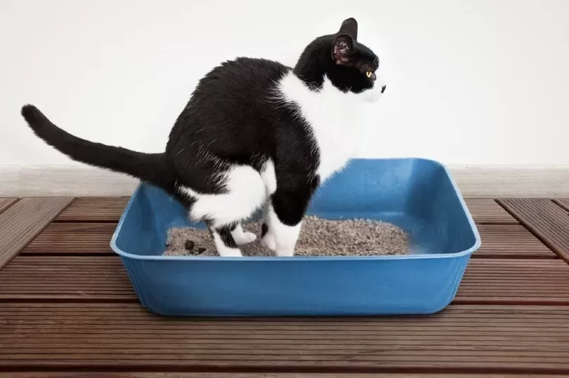 How To Make A Cat Poop When Constipated