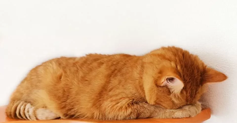 Why Do Cats Cover Their Face When They Sleep?