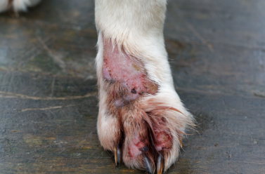 Skin Ulcer on Dog