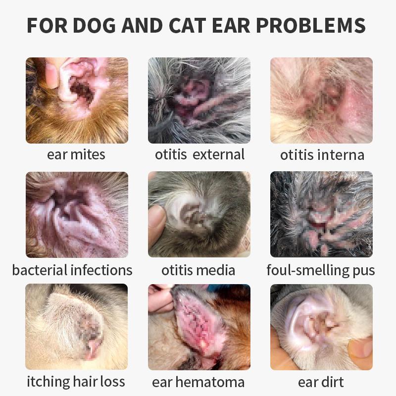 Cat ear infection treatment hotsell