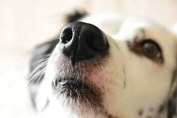 Dog Dry Nose Causes Concerns and Care