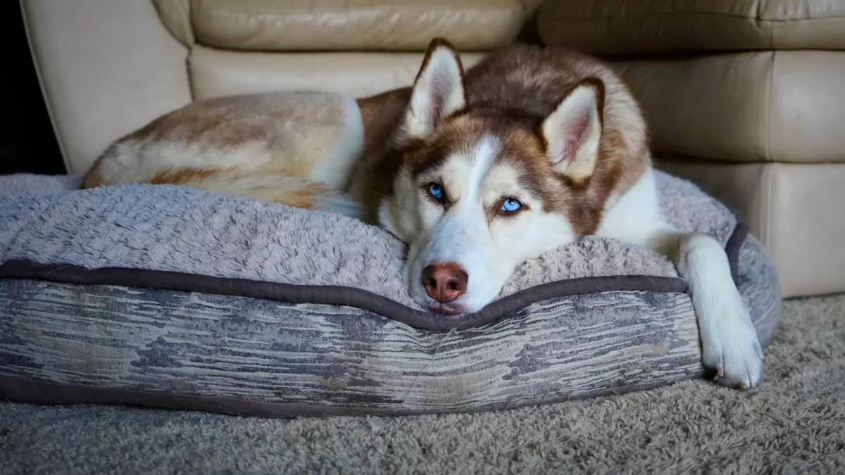 Köpeklerde Yalancı Gebelik