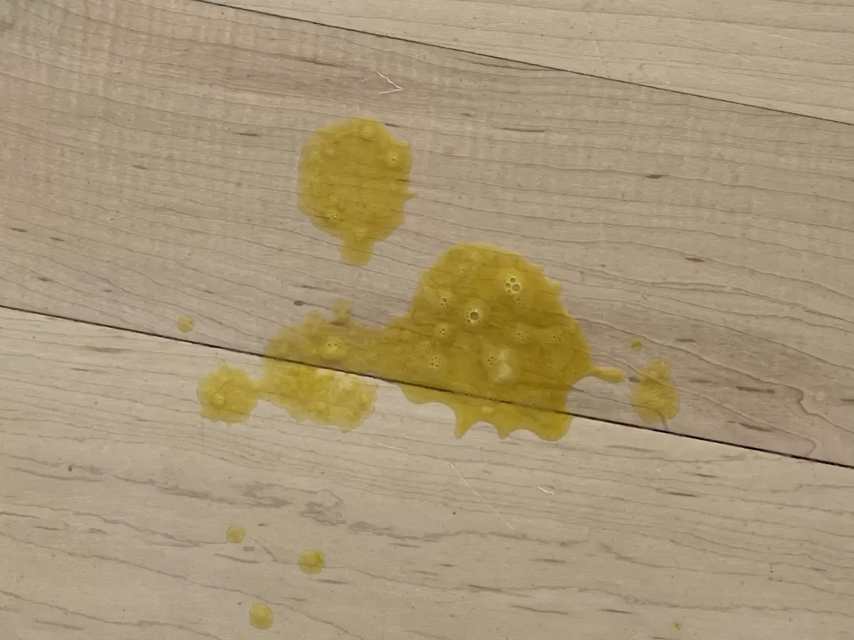 Dog Throws up Yellow Liquid and Dies What Your Should Know