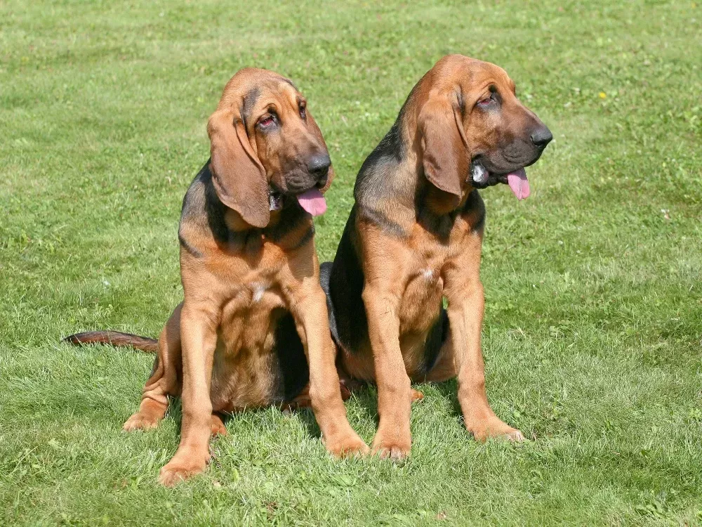 Bloodhound Dog Breed 