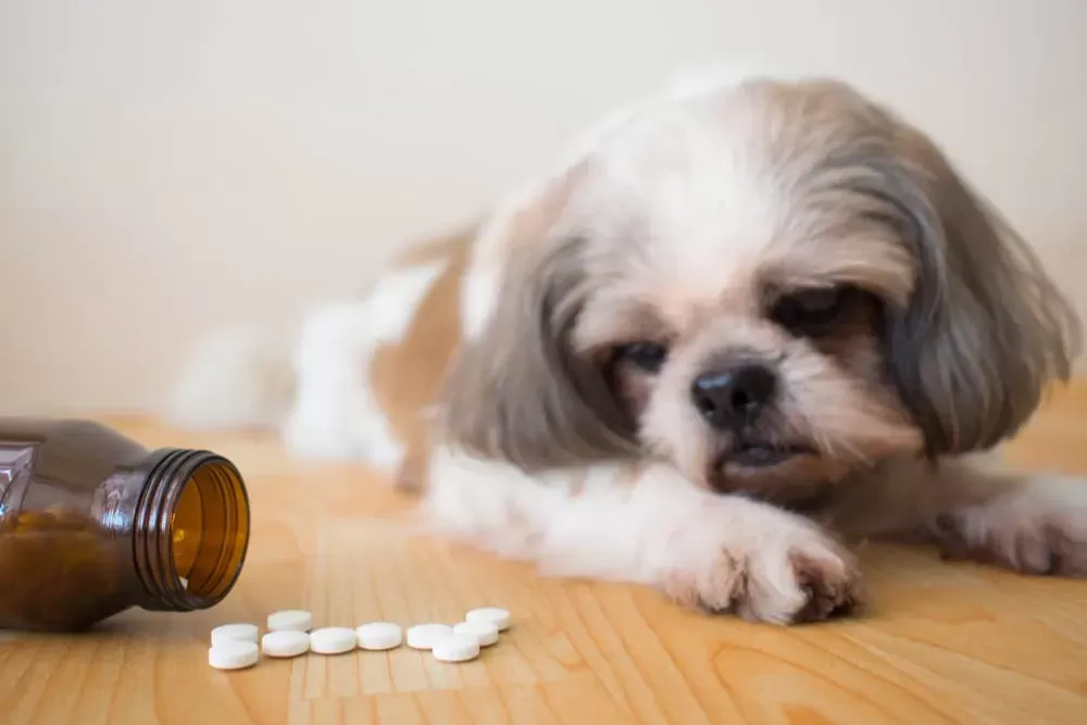 Doxycycline for Dogs Puainta