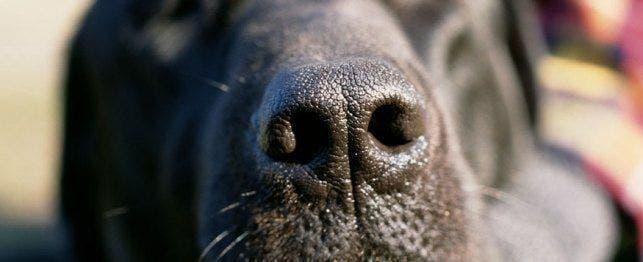 Sneezing and Nasal Discharge in Dogs