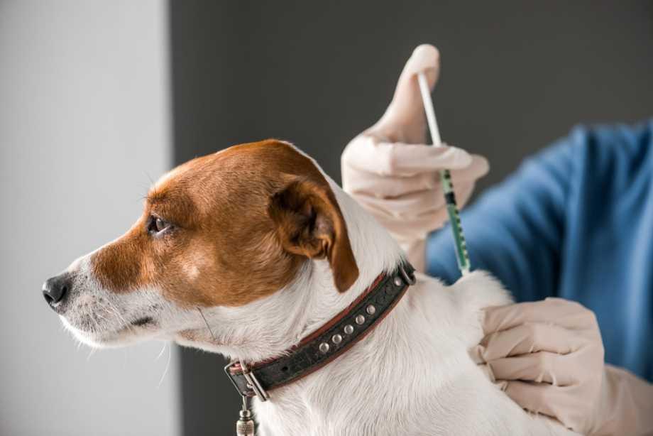 Leptospirosis in dogs Vaccine