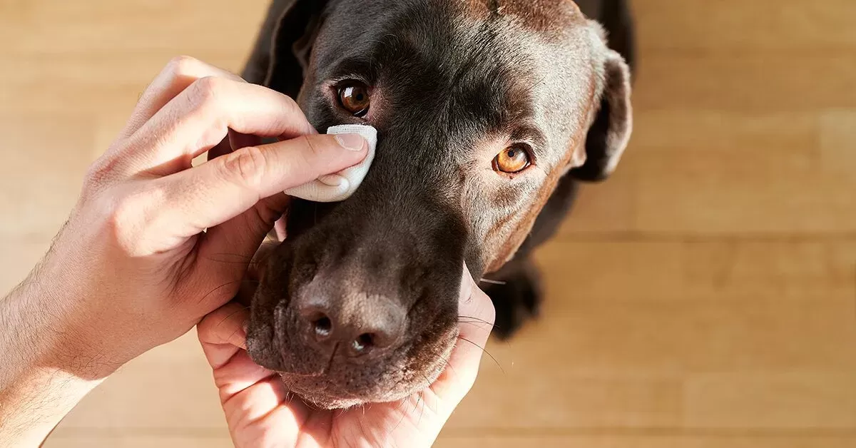Can Dogs Get Pink Eye
