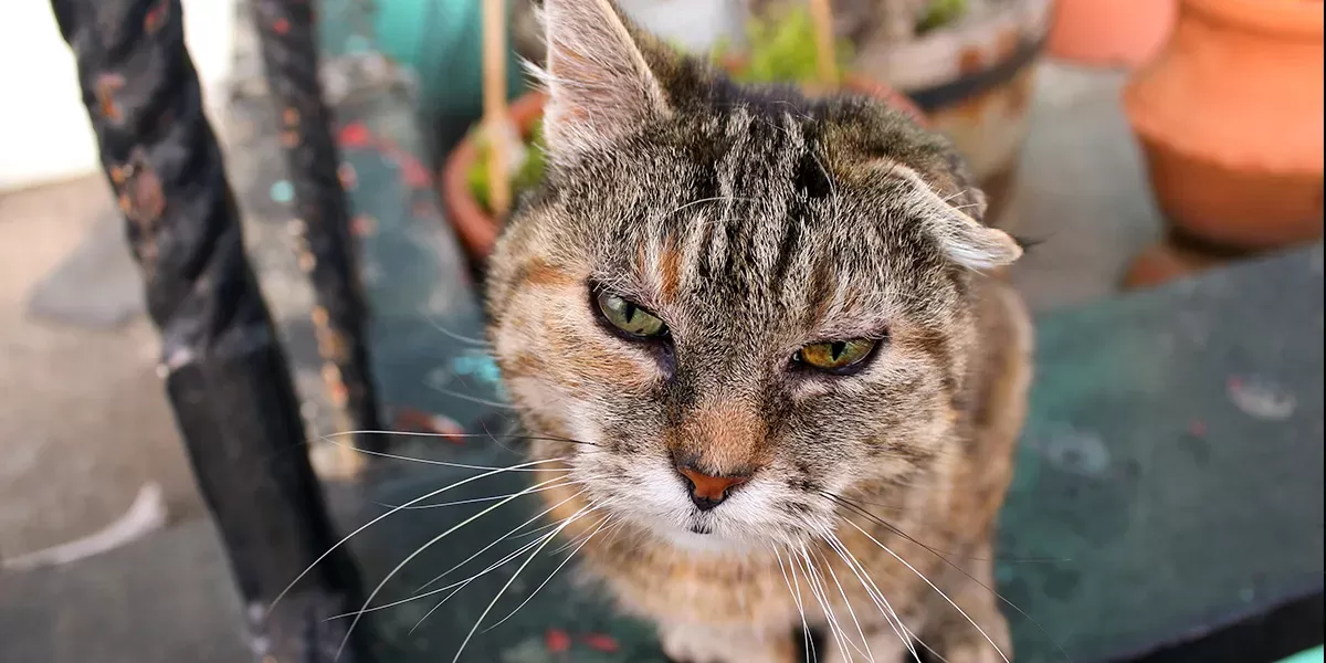 Hyperthyroidism in Cats: Causes, Symptoms, Diagnosis, and Treatment