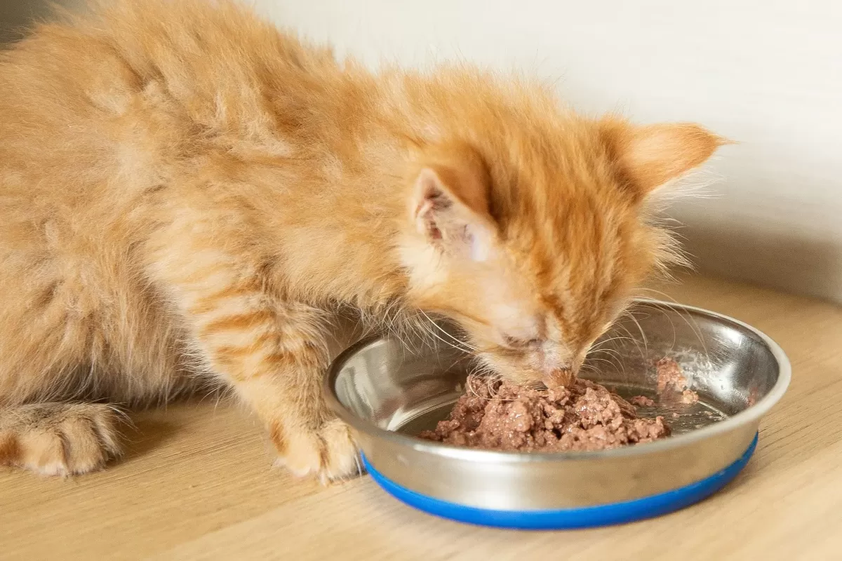 How old does a kitten have to be to eat wet food best sale