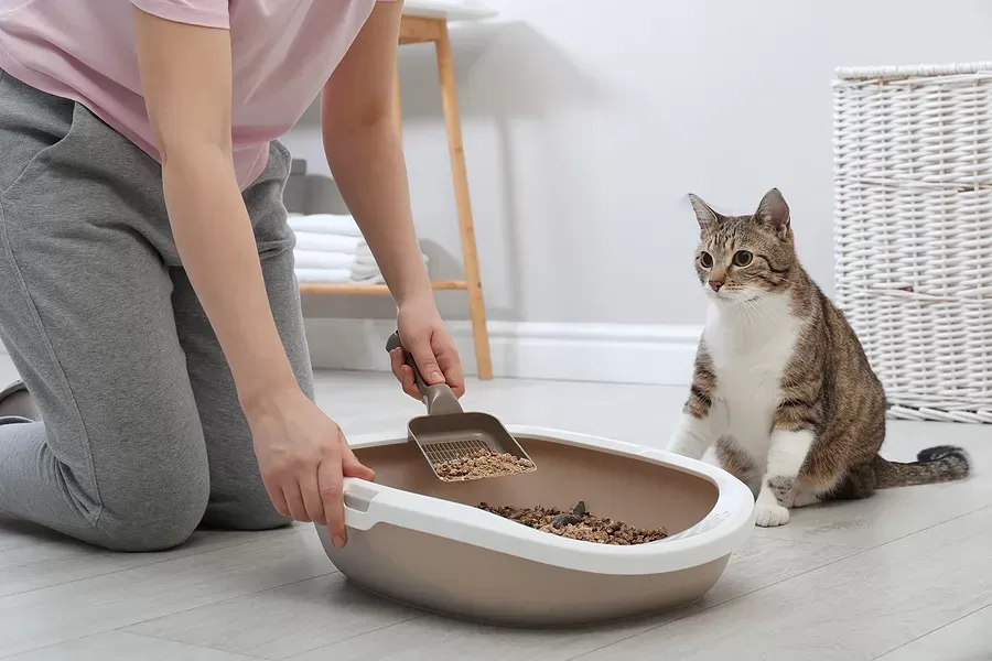 How to Clean A Litter Box?