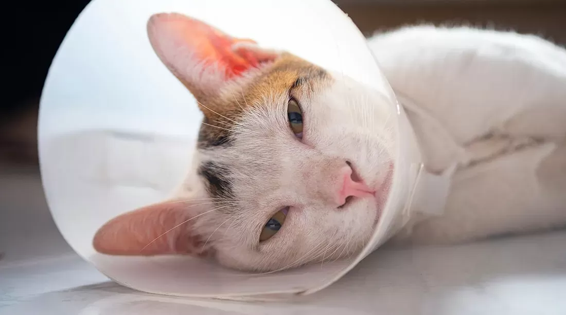 Can A Cat Be Spayed While in Heat?