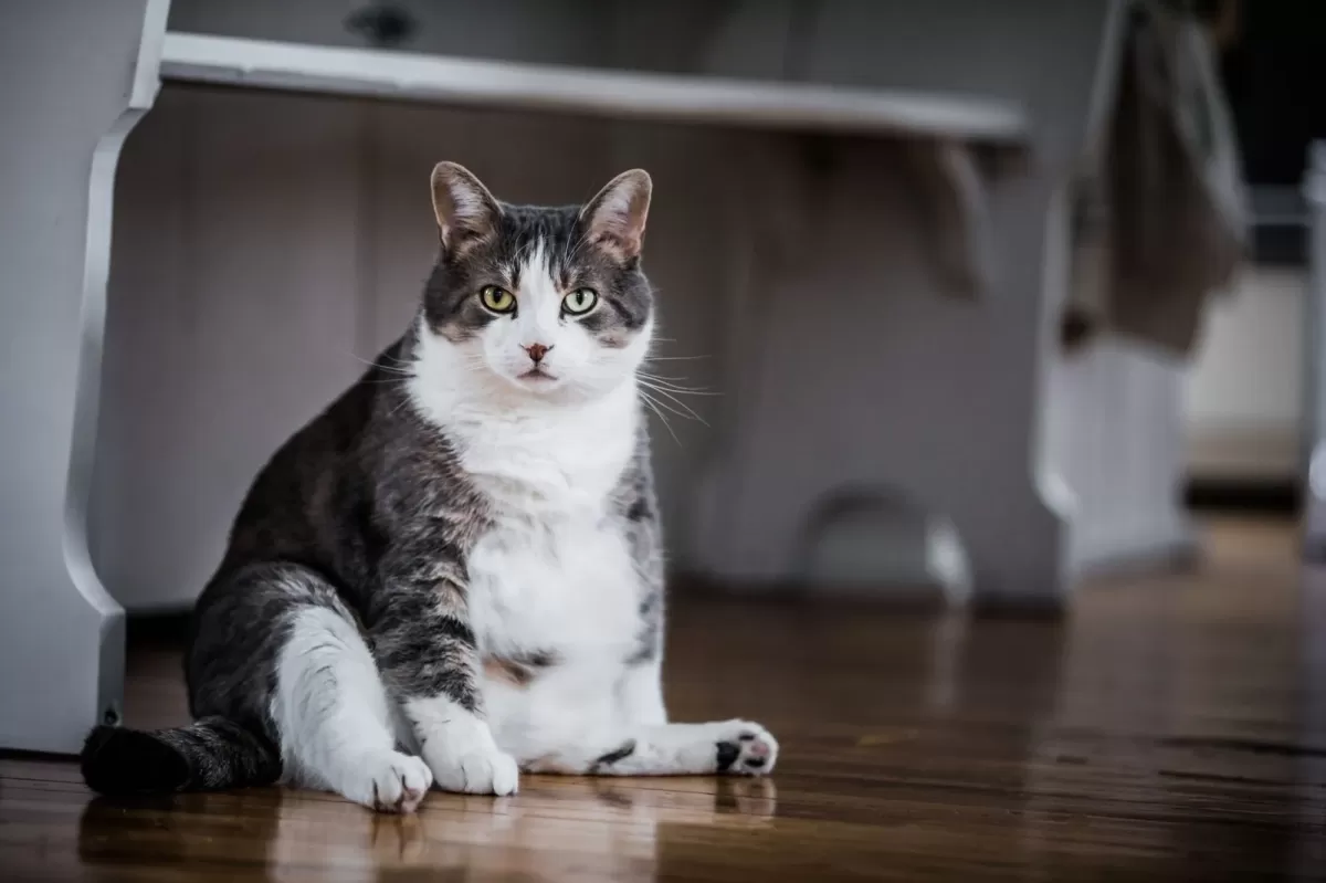 Fat Cat Facts: What You Need to Know About Overweight Cats - Mobile Vet  M.D. | Mobile Vet M.D.