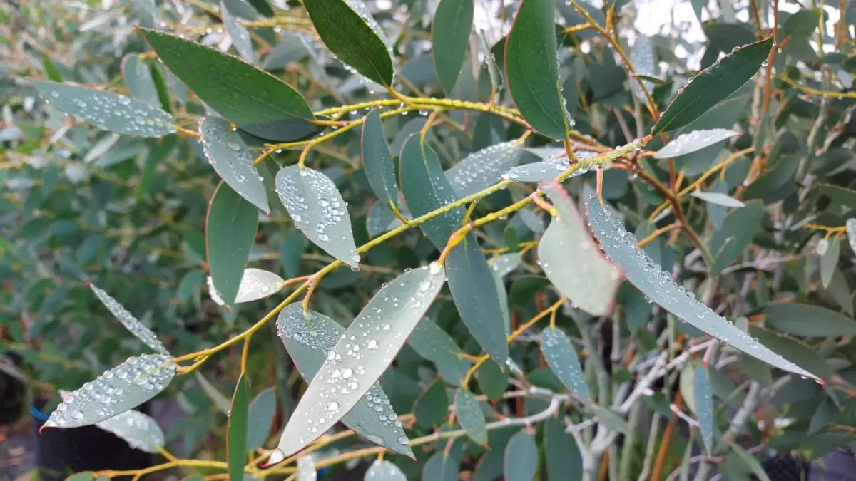 Eucalyptus