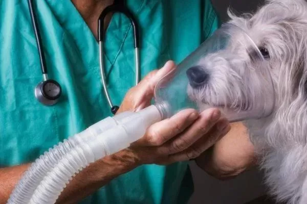 Bronchitis in Dogs