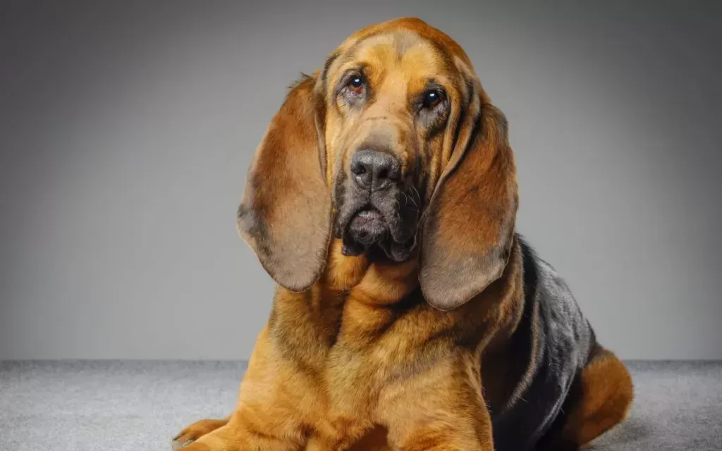 Bloodhound 