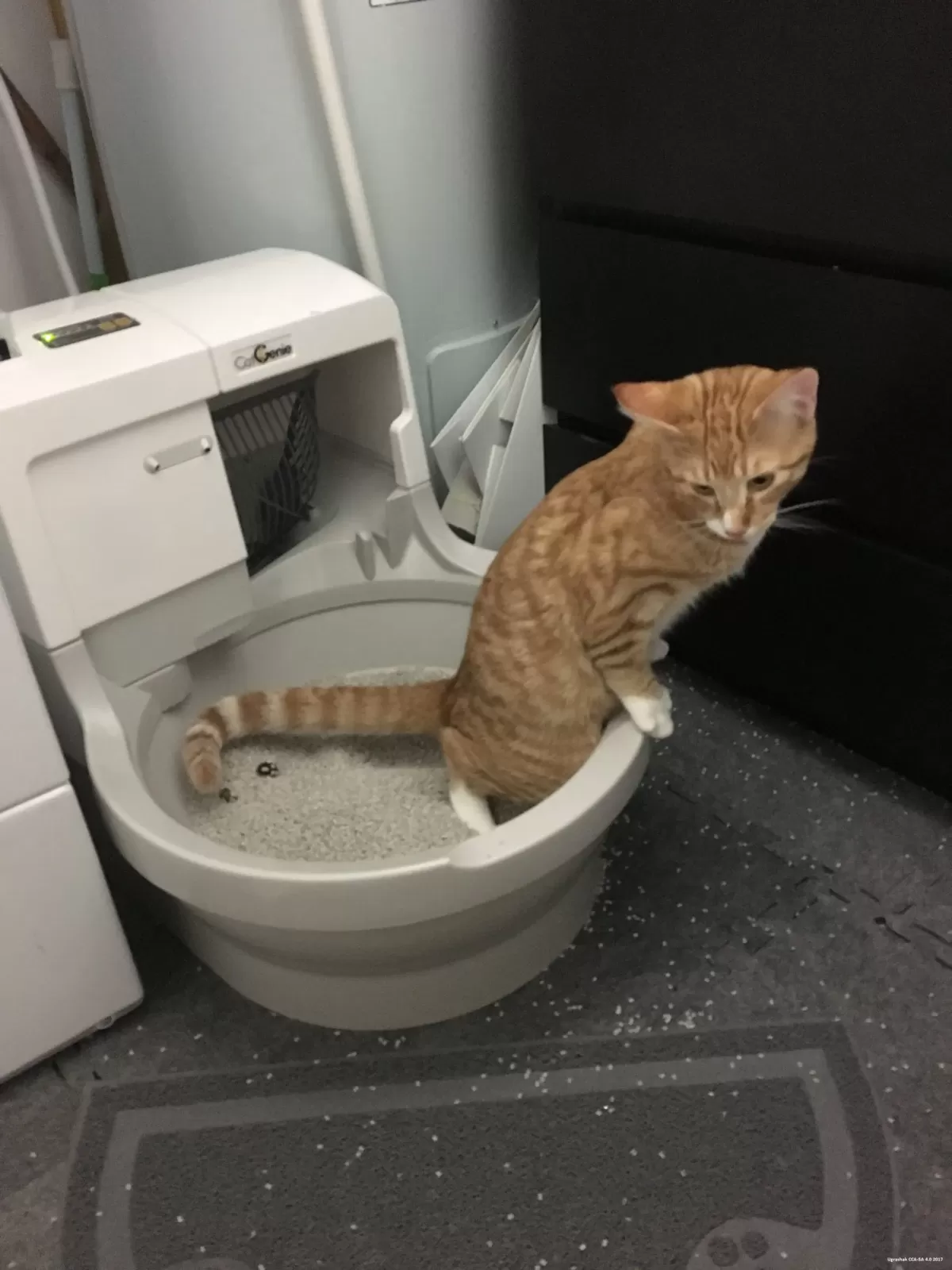 clean cat litter box