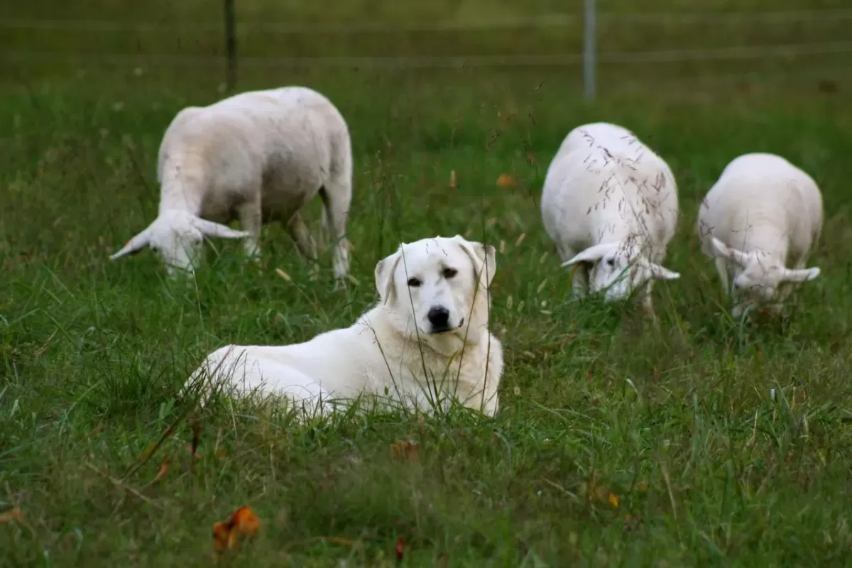 can-dogs-get-barber-pole-worms