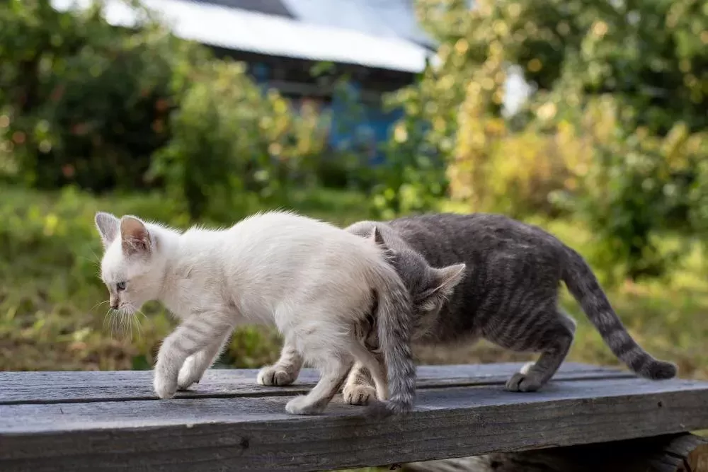 Why Do Cats Sniff Each Other's Butts