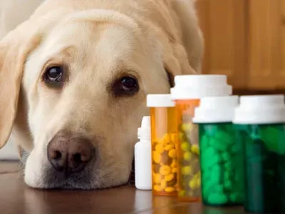 7 Facts about Medications for Dogs and Cats