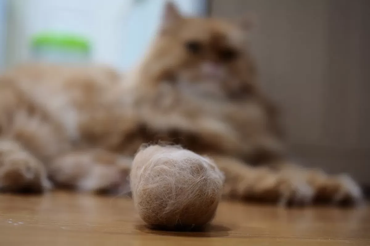 Cat Hairballs