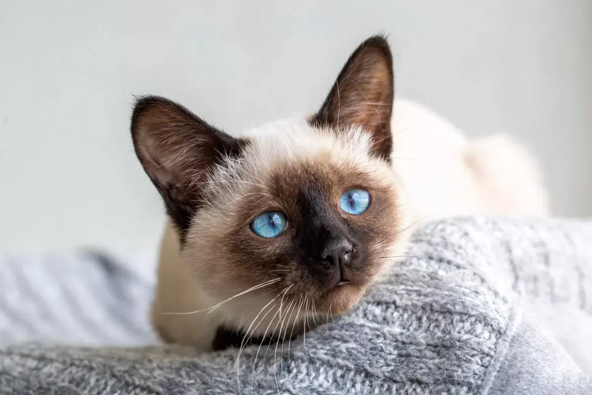 Siamese Cat Pros and Cons - helloBARK!