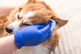 Best Practice: Ear Cleaning Maximizes Successful Treatment of Otitis Externa  in Dogs