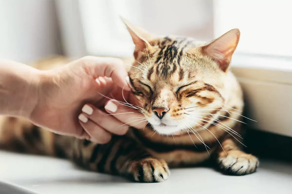 Why do cats purr? 