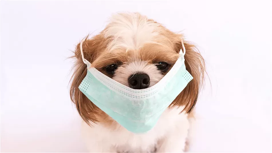 How to Treat a Dog with a Cold