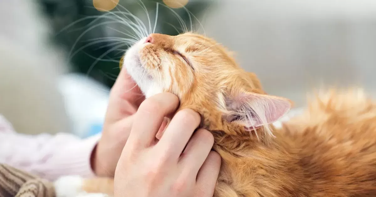 ¿Por qué ronronean los gatos?  