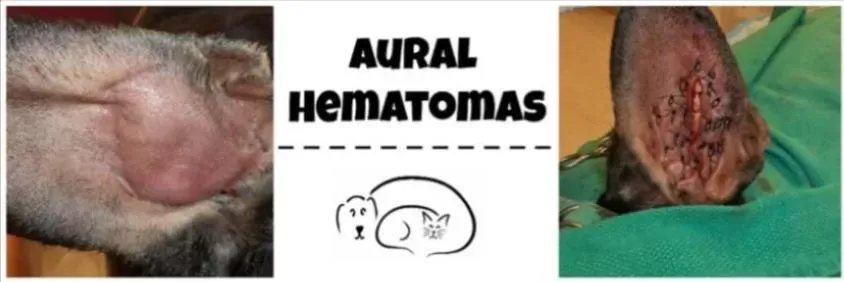 Aural Hematomas