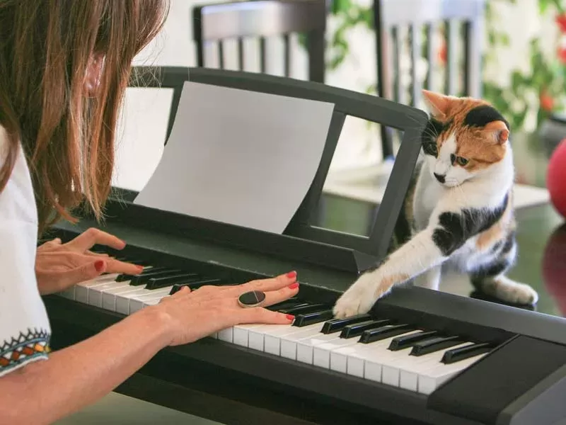 ¿A los gatos les gusta la música?