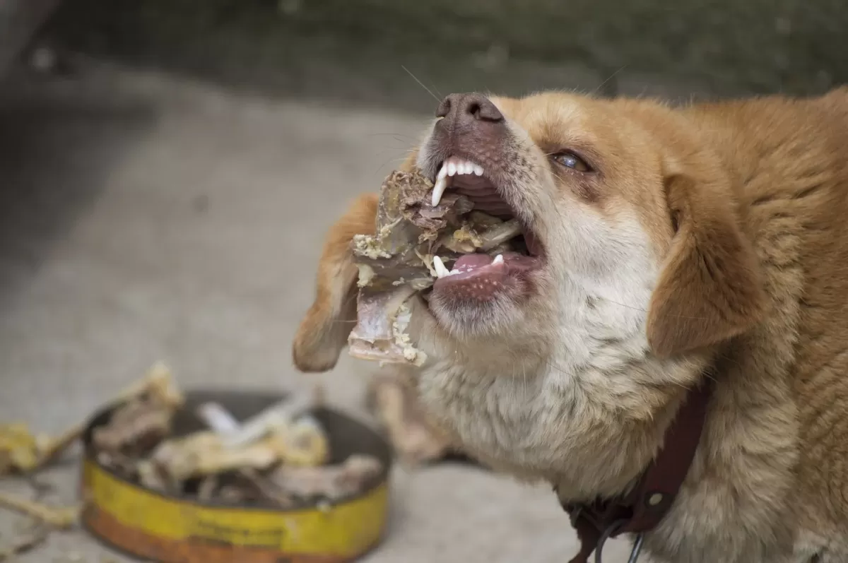 Dog got into trash ate chicken bones hotsell