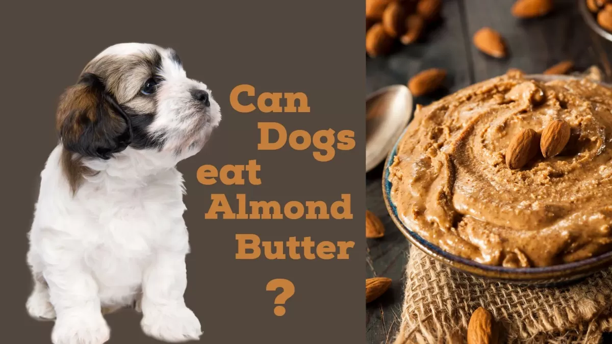 Can Dogs Eat Almond Butter: is it Safe? - Life Zect