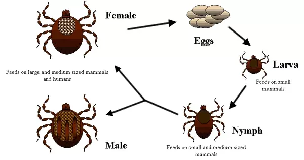 Tick Life Cycle