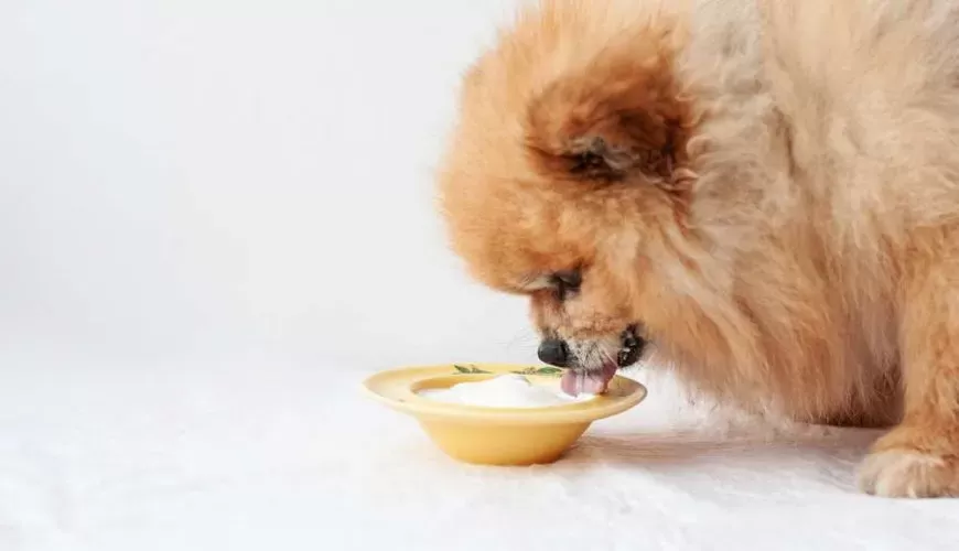 Can Dog Eats Yogurt