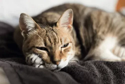 Colitis bei Katzen