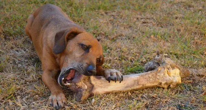 Pedaços brancos em cocô de cachorro